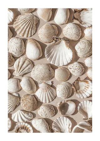 Poster Coastal Seashell Medley