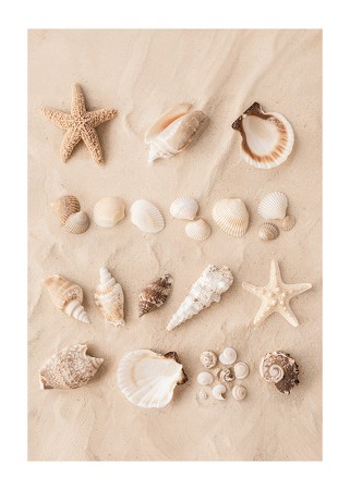 Poster Coastal Shells
