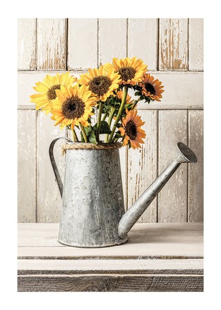 Poster Rustic Sunflowers